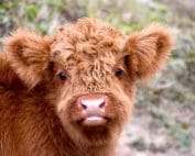 Online schilderles, online schilderlessen, online schilderworkshops, online schildercursussen, schilderlessen, Boulevard Magenta, digitaal schilderen, Schilderen vanuit huis, Schilderen met Olieverf, Eitempera, vergulden